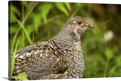 Blue grouse, , Mount Maxwell Provincial Park, British Columbia