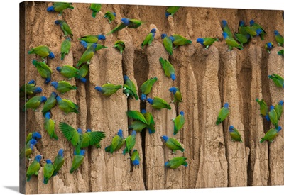 Blue-Headed Parrots Cling To The Cliffs That Line The Manu River In Peru's Amazon Basin