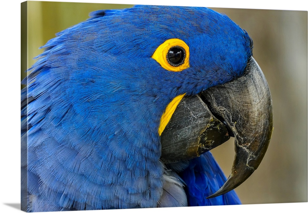 Blue Hyacinth Macaw, Anodorhynchus hyacinthinus.