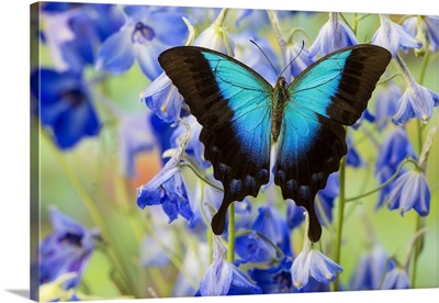 Blue Iridescence Swallowtail Butterfly, Papilio Pericles