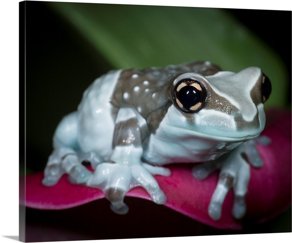 Blue milk frog, Mission golden-eye tree frog, Amazon milk frog, Trachycephalus resinifictrix, controlled conditions.
