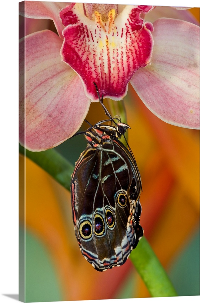 Blue Morpho Butterfly, Morpho peleides, on pink Orchid just hatched out and expanding its wings.