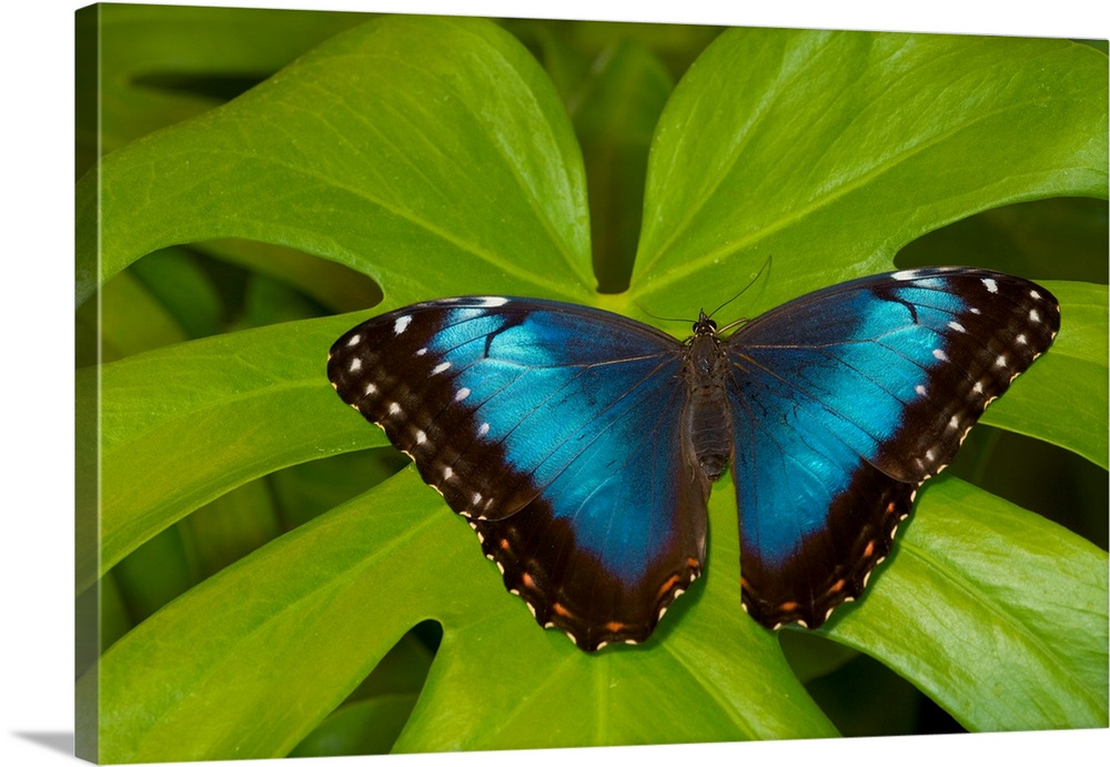 Blue Morpho Butterfly, Morpho granadensis.