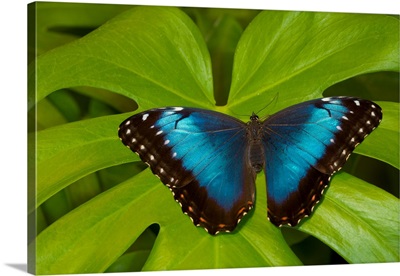 Blue Morpho Butterfly, Morpho Granadensis