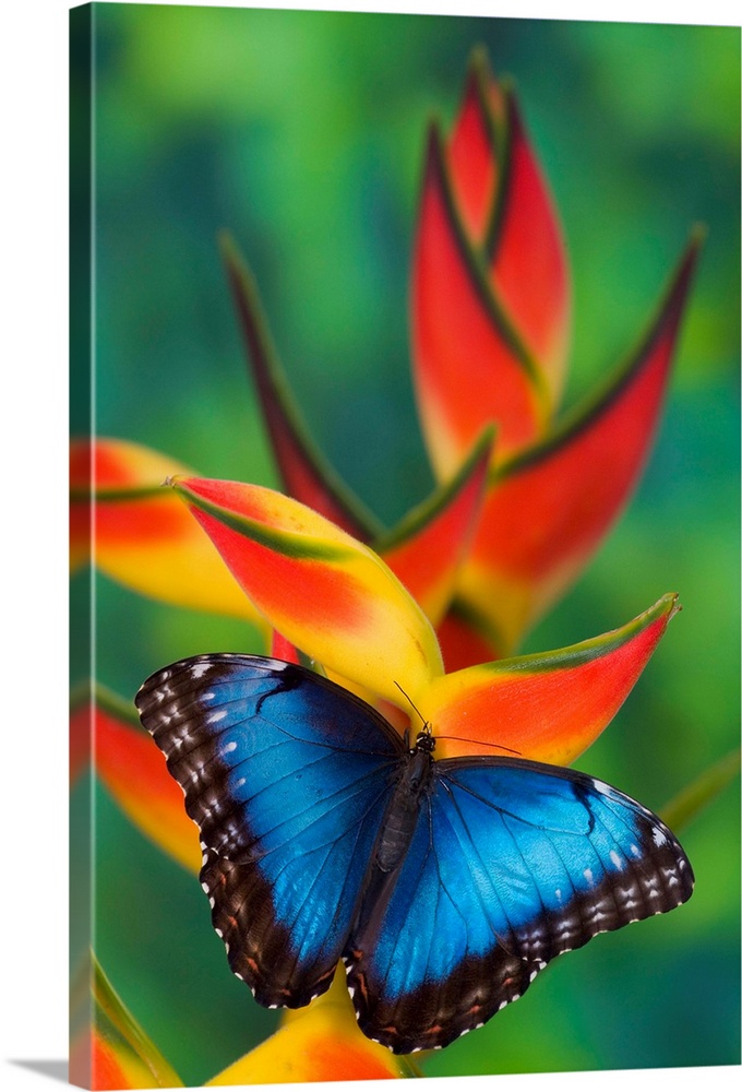 Blue Morpho Butterfly, Morpho granadensis, sitting on tropical Heliconia flowers.