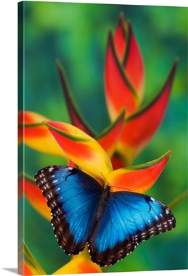 Blue Morpho Butterfly, Morpho Granadensis, Sitting On Tropical Heliconia Flowers