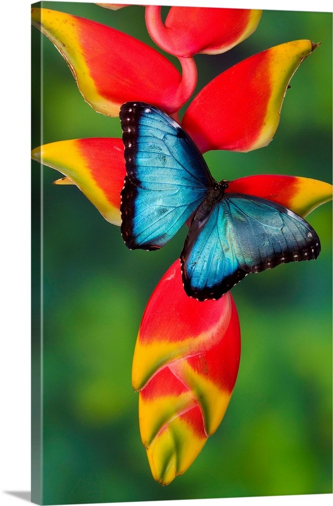 Blue Morpho Butterfly, Morpho granadensis, sitting on tropical Heliconia flowers.