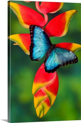 Blue Morpho Butterfly, Morpho Granadensis, Sitting On Tropical Heliconia Flowers