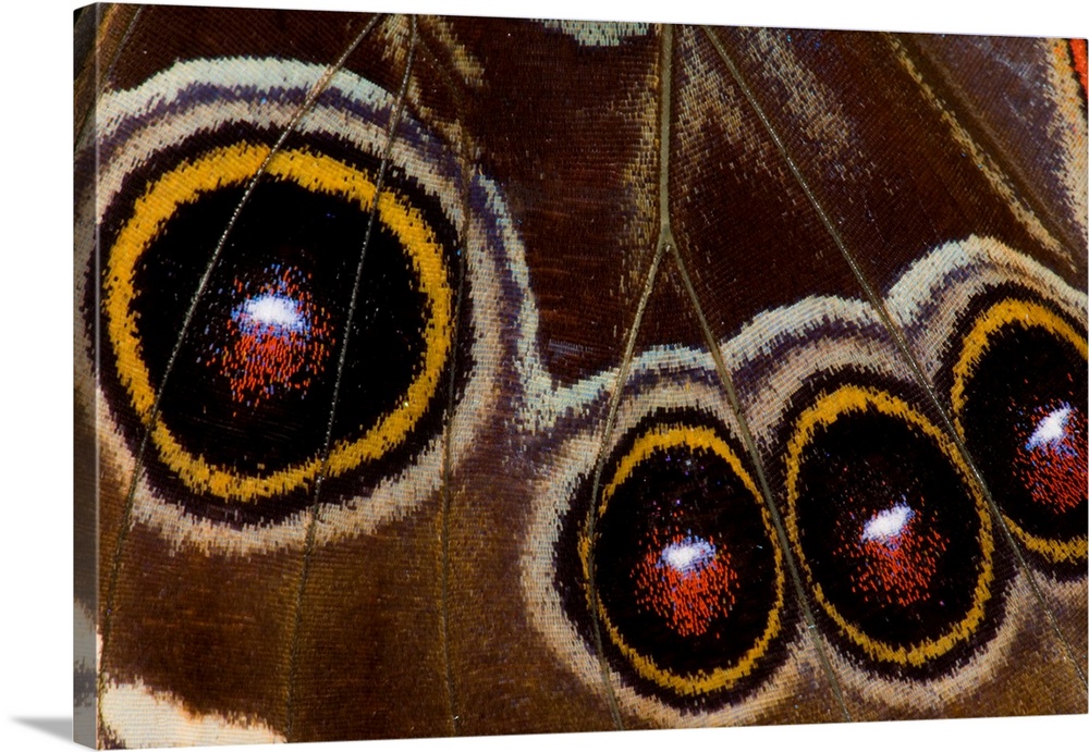Blue Morpho Butterfly, Morpho granadensis, wings closed and macro showing eye spots.