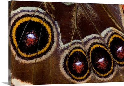 Blue Morpho Butterfly, Morpho Granadensis, Wings Closed And Macro Showing Eye Spots