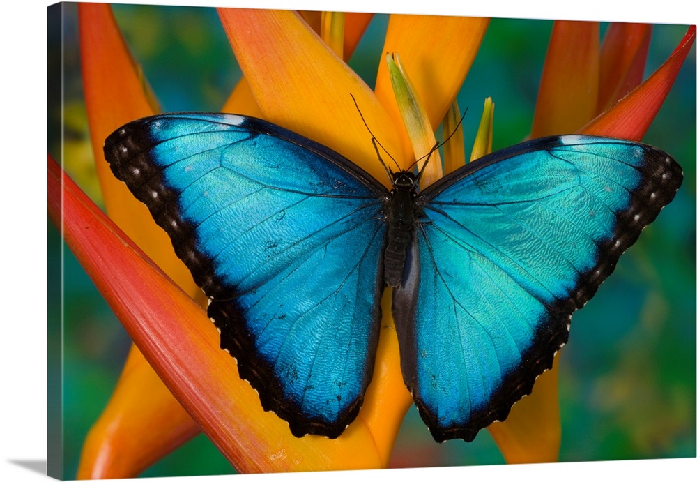 Blue Morpho Butterfly, Morpho peleides, on Heliconia tropical flower.