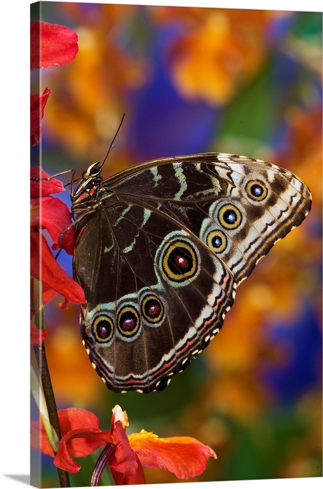 Blue Morpho Butterfly, Morpho peleides, on Orchid with wings closed displaying eye spots.