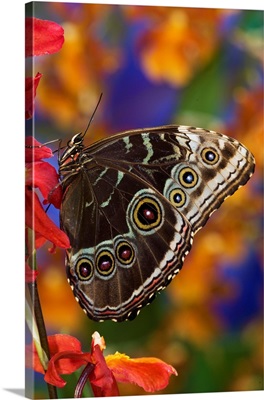 Blue Morpho Butterfly, Morpho Peleides, On Orchid With Wings Closed Displaying Eye Spots