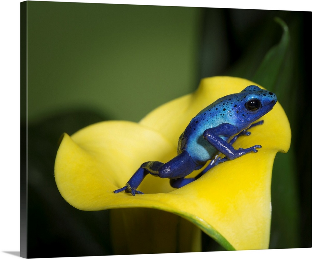 Blue poison dart frog, Blue poison arrow frog, okopipi, Dendrobates tinctorius "azureus", controlled conditions.
