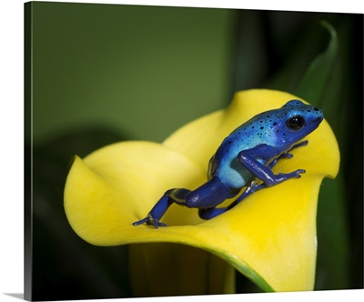 Blue Poison Dart Frog, Blue Poison Arrow Frog