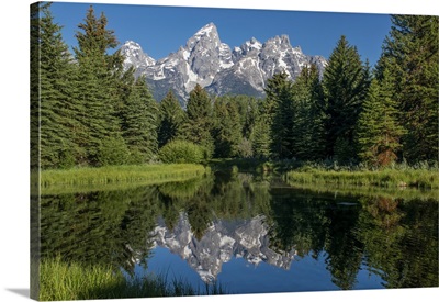 Blue Spruce Trees And The Grand Tetons, Grand Teton National Park, Wyoming, USA