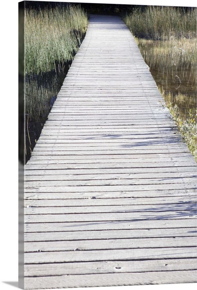 Boardwalk over swamps near Laird River in Hotsprings Provincial Park in British Columbia, Canada