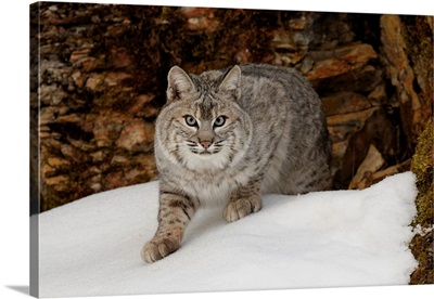 Bobcat in snow (Captive) Montana-Lynx rufus