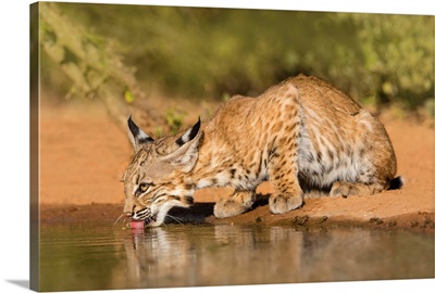 Bobcat (Lynx Rufus) Drinking