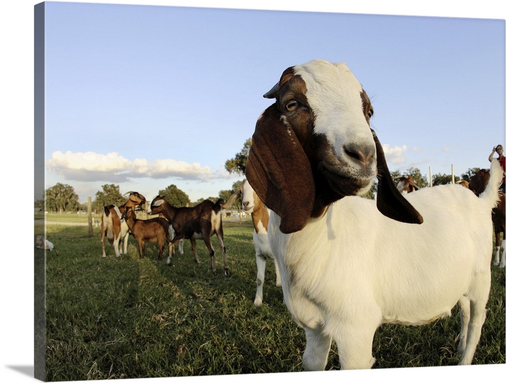Boer goat does in front Nubians in back. Bushnell, FL.