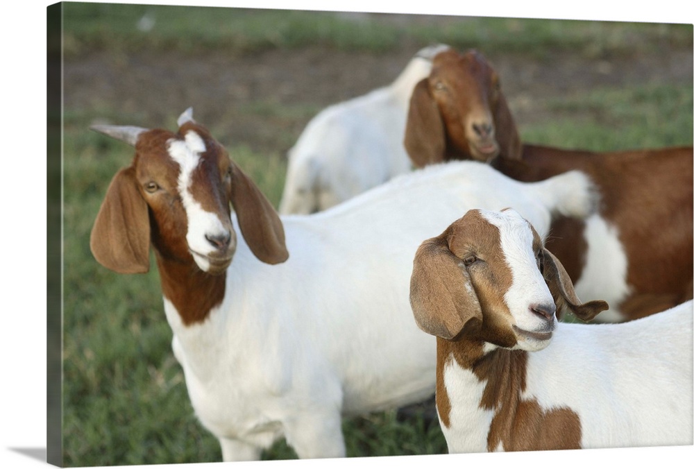 Boer goat does (not purebreds).Bushnell, FL..
