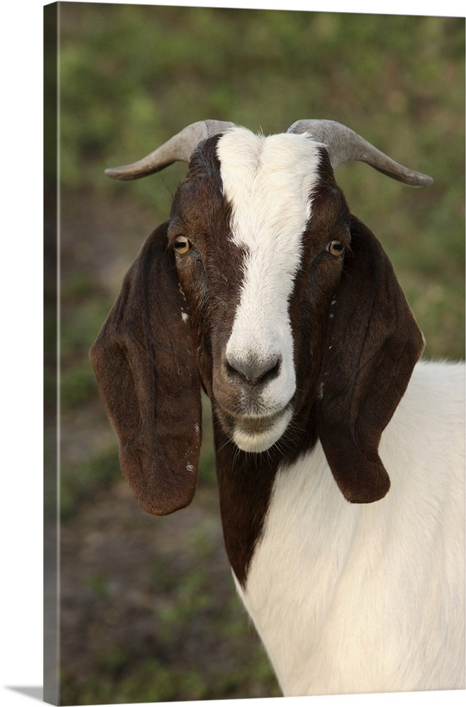 Boer goat, Bushnell, FL