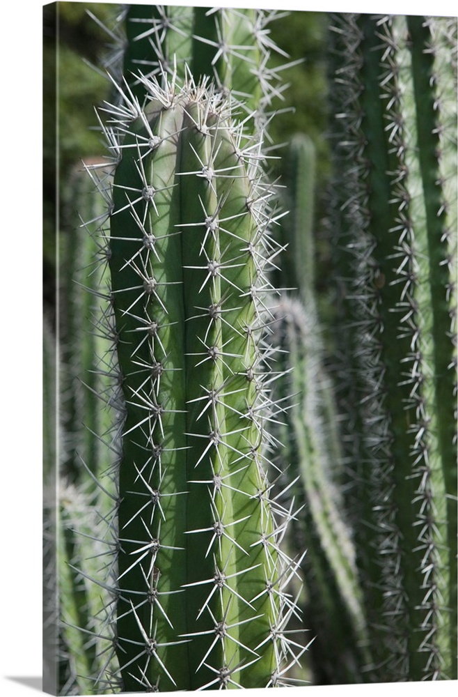 ABC Islands - BONAIRE - Rincon: Cactus Detail of the Cactus Fence arouond the Cactus Fence Country Club