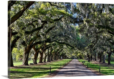 Boone Hall Plantation Oak Lined Road, Charleston South Carolina