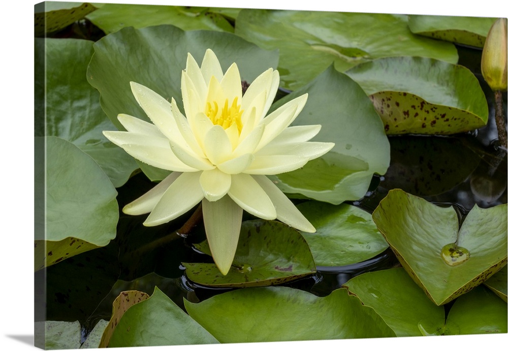Boothbay Harbor, Maine, USA. Coastal Maine Botanical Gardens. Yellow Water Lily (Nymphea Mexicana). United States, Maine.