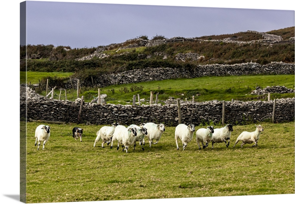 Border collie named Captain herding sheep at Famine Cottages near Dingle, Ireland.