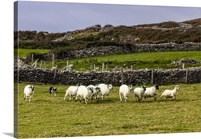 Border Collie Named Captain Herding Sheep At Famine Cottages Near Dingle, Ireland