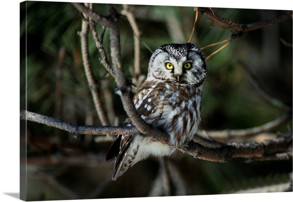 Boreal Owl