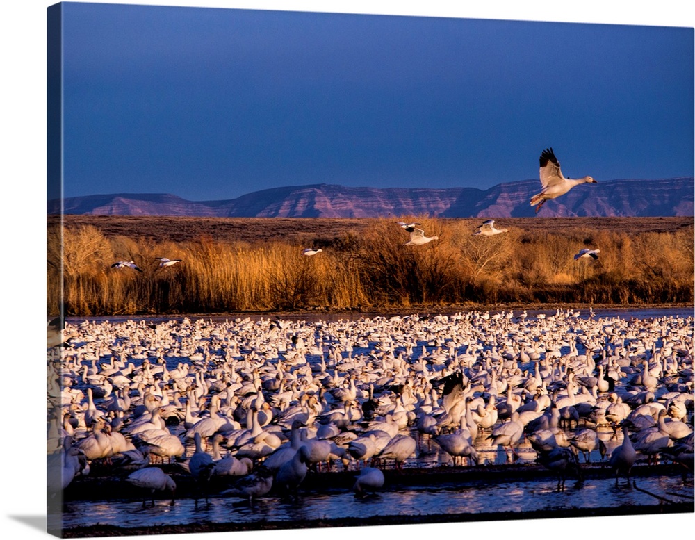 North America, USA, New Mexico,  Bosque del Apache National Wildlife Refuge, Lesser Snow Geese (Chen C. caerulescens)