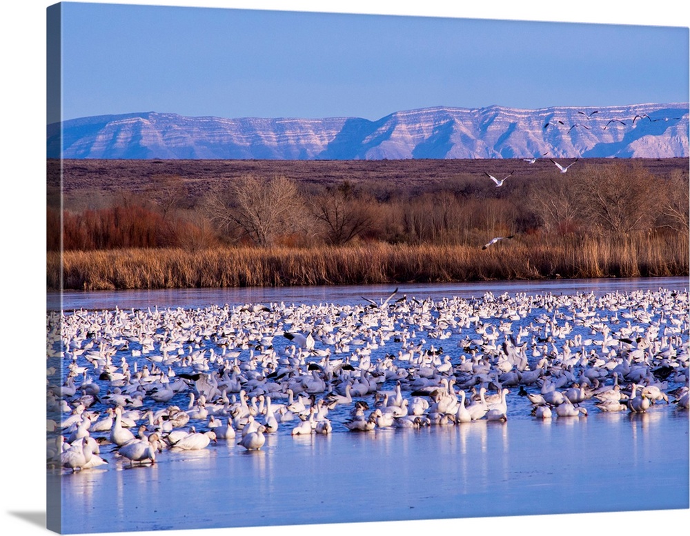 North America, USA, New Mexico,  Bosque del Apache National Wildlife Refuge, Snow Geese at dawn