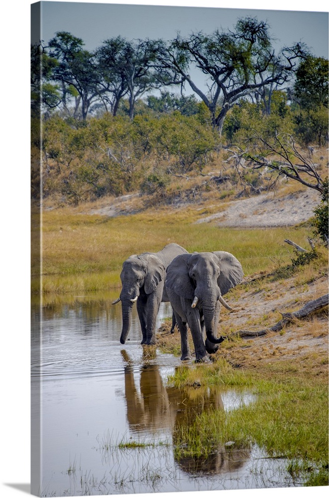 Africa, Botswana, Chobe National Park. Adult elephants at water hole.