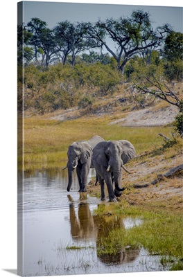 Botswana, Chobe National Park, Adult elephants at water hole