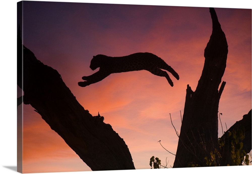 Africa, Botswana, Savuti Game Reserve. Leopard leaping from branch to branch at sunset.