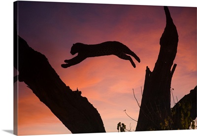 Botswana, Savuti Game Reserve, Leopard leaping from branch to branch at sunset