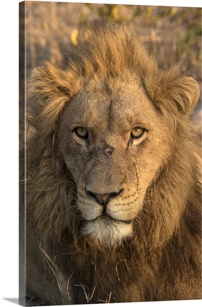 Africa, Botswana, Savuti Game Reserve. Male lion close-up.