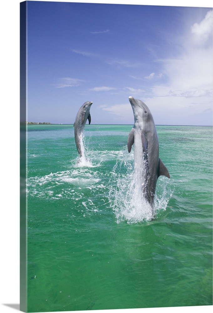 Bottlenose Dolphins (Tursiops truncatus) Caribbean Sea