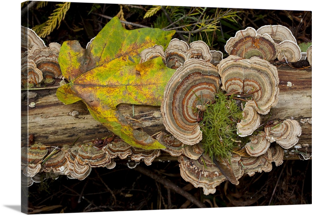 Bracket fungus Trametes versicolor on log in Sechelt, British Columbia