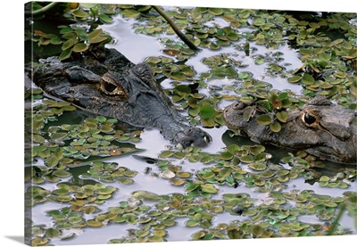 Brazil, Mato Grosso do Sul, Pantanal, Two Caiman in lilly pads
