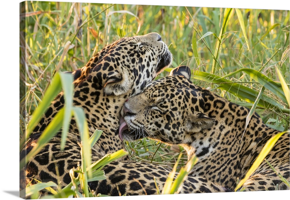 Brazil, Pantanal. Close-up of jaguars grooming.