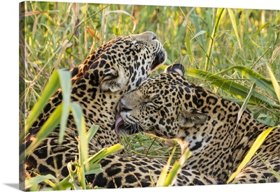 Brazil, Pantanal, Close-Up Of Jaguars Grooming