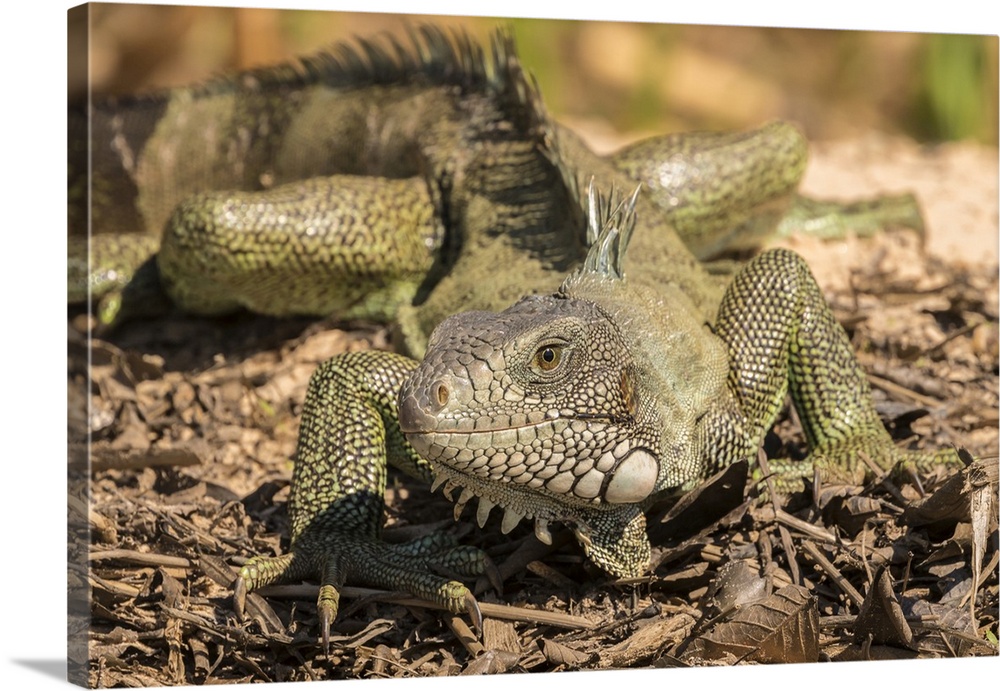 Brazil, Pantanal. Green iguana.