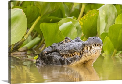 Brazil, Pantanal, Jacare Caiman Reptile In Water