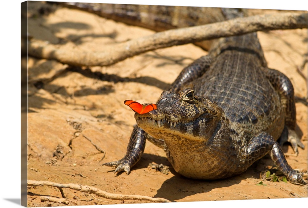 Matto Grosso, Pantanal, Brazil, South America, Spectacled Caiman (Caiman crocodilus), with butterfly.