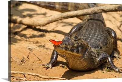 Brazil, Pantanal, Matto Grosso, Spectacled Caiman, with butterfly
