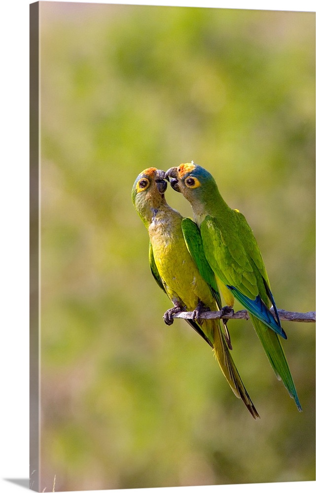South America, Brazil, Pantanal, San Francisco Ranch. Pair of peach-fronted parakeets on branch.