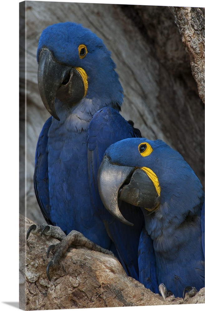 Brazil, Pantanal Wetlands, Hyacinth Macaw mated pair on their nest in a tree.
